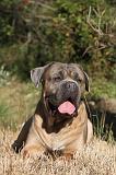 CANE CORSO 080